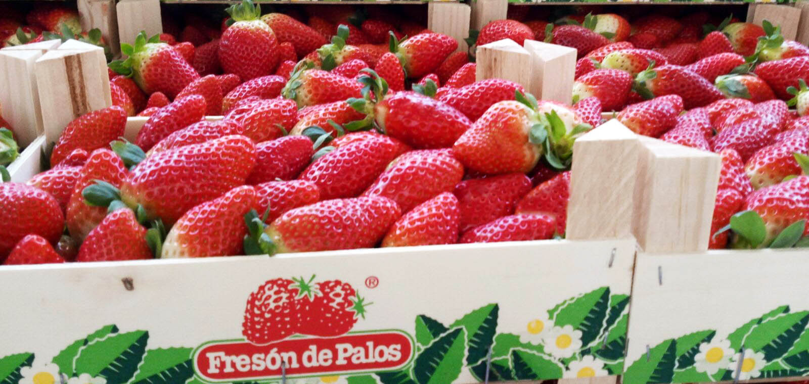 The Strawberry Season Begins Freson De Palos,Pet Hedgehog Tank